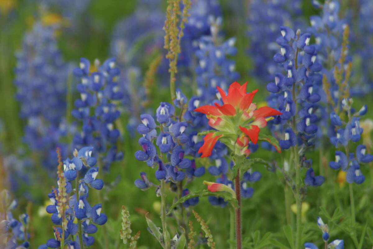 The “sand bluebonnet,” which grows well in sandy soil, has its blue flowers all of the way to the tip.